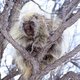 Image for article titled 9 Animals That Masturbate (Other Than Humans)